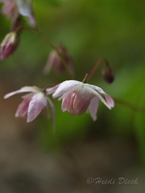 Epimedium young. Roseum.JPG